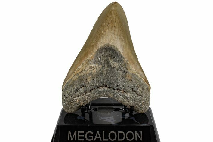 Serrated, 5.05" Fossil Megalodon Tooth - North Carolina